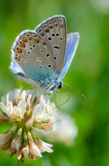 Fototapeta na wymiar Butterfly on a flower, summer day. Macro. 