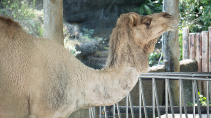 One-humped Camel looking into the distance 2