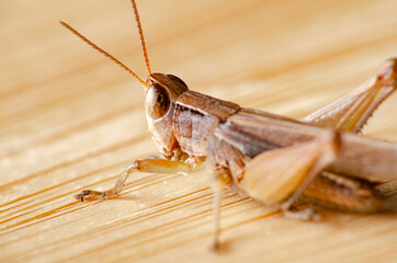 Grasshopper, closeup of a small grasshopper on wooden surface, selective focus.