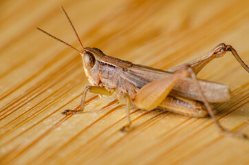 Grasshopper, closeup of a small grasshopper on wooden surface, selective focus.