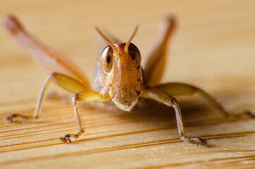 Grasshopper, closeup of a small grasshopper on wooden surface, selective focus.