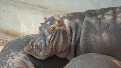 Sleepy hippopotamus by the wall