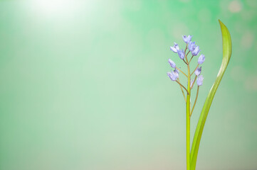 Snowdrops and spring flowers on a blurred background