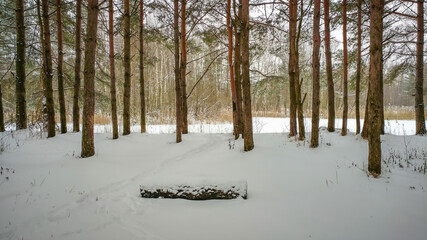 Pine forest in winter time