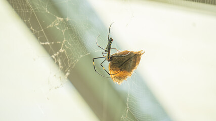 Spider eating butterfly on spider web