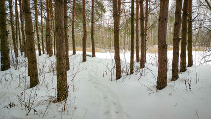 Pine forest in winter time