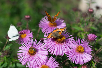Multicolored butterflies and bees collect nectar on honey-bearing, fragrant meadow flowers. Horizontal photo. Close-up. Selective focus.
