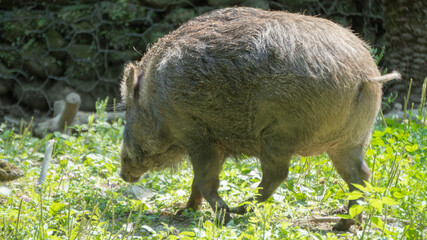Taiwanese wild boar on the grass 1