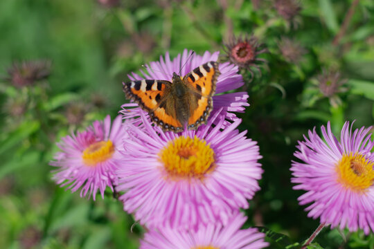 A bright butterfly collects nectar on a honey-bearing fragrant flower. Horizontal photo. Close-up. Selective focus. 