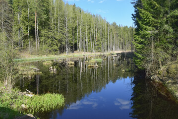 Obraz premium Forest swamp with black water, which reflects the blue sky with white cumulus clouds. Coniferous forest surrounds the body of water. Horizontal photo. Colorful summer landscape. 