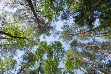 Bottom view of the sky through the crowns of trees in a pine forest. Horizontal photo. Natural background. Scenery. 
