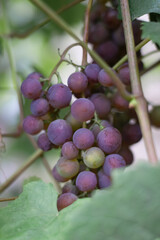 A ripe bunch of juicy, sweet, fragrant purple grapes among green foliage in a vineyard. Vertical close-up photo. Selective focus. 