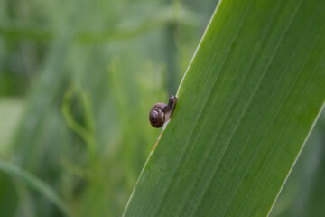 A lonely small snail with a shell slowly crawls up the lush green grass on a summer day after rain. Horizontal photo close-up. Selective focus. 