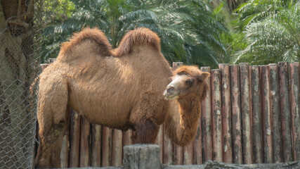 Two-humped Camel looking into the distance