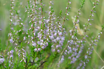 Branches of blooming fragrant heather on a meadow on a summer day in daylight. Horizontal photo close-up. Selective focus. 