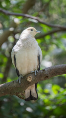 White dove standing on a branch 4