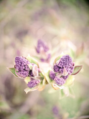 purple flowers on a green background