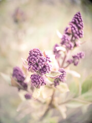 Background of the lilac buds