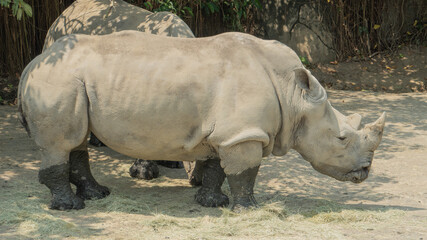 Fototapeta premium White rhinoceros lowered its head to eat hay on the ground 3