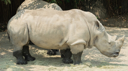 Fototapeta premium White rhinoceros lowered its head to eat hay on the ground 4