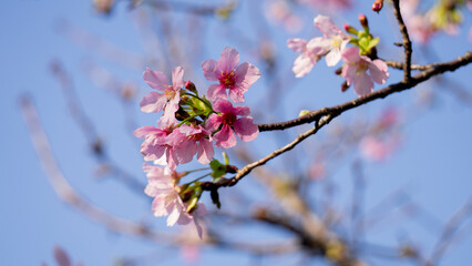 cherry blossom