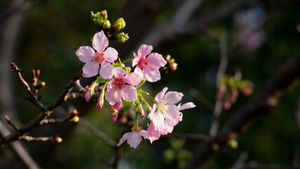 pink flowers