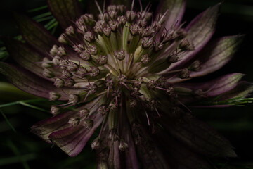 Flower with black background