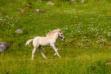 Obraz na płótnie Canvas Fjord horse foal running on a meadow