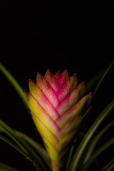 Flower with black background