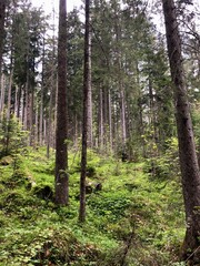 Green forest in the Bavarian Alps in Berchtesgaden