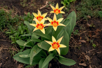 Primroses are flowers. yellow tulips in the garden. Close-up.