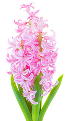 Flower hyacinth pink color isolated