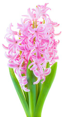 Flower hyacinth pink color isolated