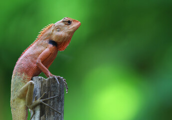 A lizard animal wildlife with a small spike and colorful is perched on a branch in a forest with green background