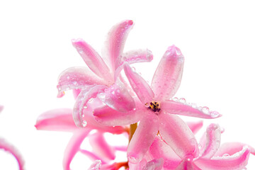 Flower hyacinth pink color close-up isolated