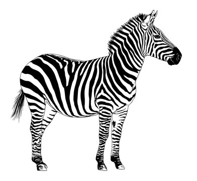 jumping striped African Zebra, hand-drawn