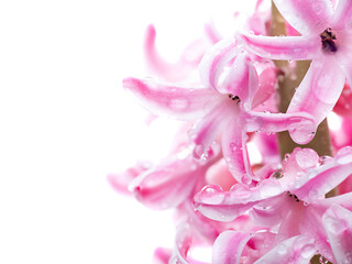 Flower hyacinth pink color close-up isolated
