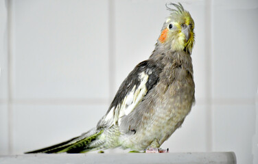 Domestik Cockatiel Parrot Female Breed