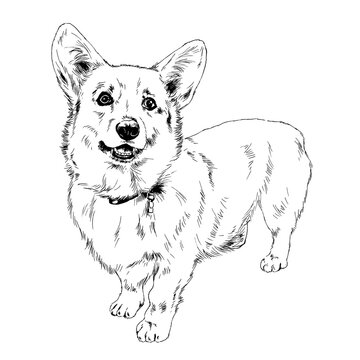 purebred corgi dog, hand-drawn in full-length ink, sketch