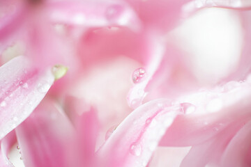 Fototapeta na wymiar Flower hyacinth pink color close-up