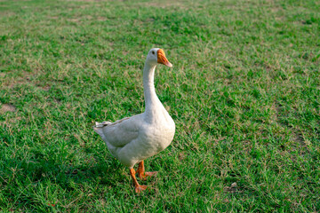 White goose (Chinese goose) walking on the green grass.