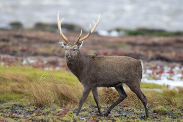 野付半島のエゾシカ