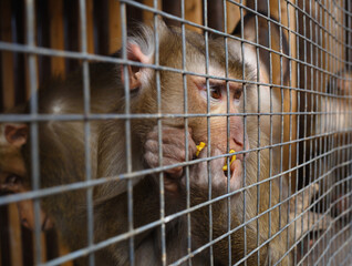 portrait of a sad monkey in a cage