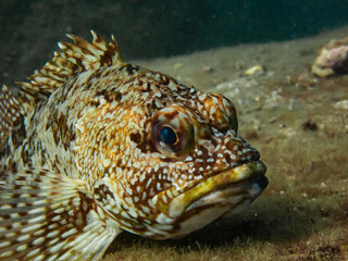 岩場で休むカサゴのアップ