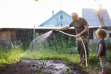 grandfather is engaged with granddaughter. elderly man and baby hose down potato sprouts in garden...