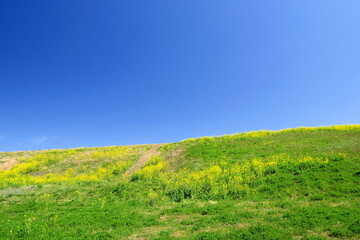 青空と菜の花咲く春の江戸川土手風景