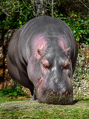 Hippopotamus male eats hay. Latin name - Hippopotamus amphibius