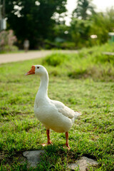Fototapeta na wymiar White goose (Chinese goose) walking on the green grass.