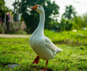 White goose (Chinese goose) walking on the green grass.