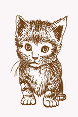 Sepia vector illustration of small kitten, pet